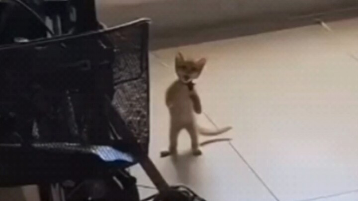 Not quite sure? Let me take another look... Is this a cat?