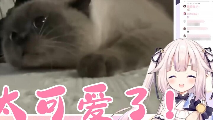 【Mashiro Kaon】Loli Jepang menghisap kucing secara online dan membandingkan kepalanya dengan kucing