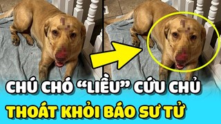 💥Chú chó LIỀU MÌNH CỨU CHỦ khỏi sự TẤN CÔNG của BÁO SƯ TỬ tại trước sân nhà | TIN GIẢI TRÍ