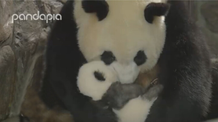 Panda Chengdu Tersenyum: Pijatan Ibu Asuh Begitu Nyaman, Boleh Apelnya?