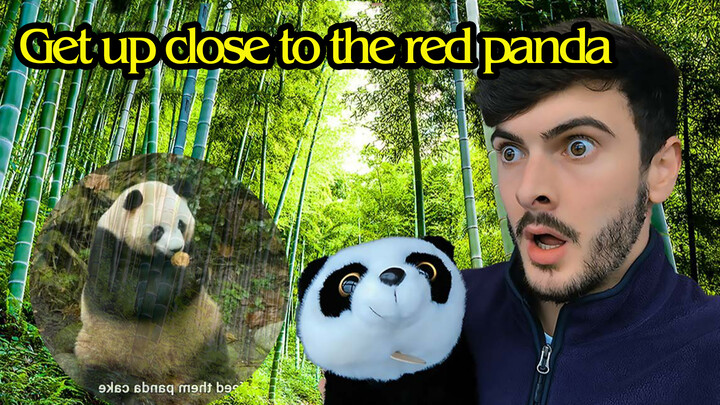 [Vlog] Kunjungan turis ke lembah panda di Sichuan