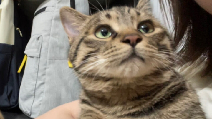 I am a gentle kitten who always responds to everything and has no resistance.