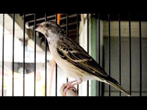 Burung Blackthroat Mental Baja Buat Master