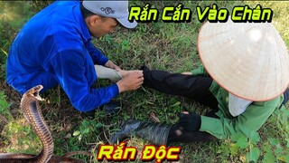 Tiếng Kêu Cứu Thất Thanh Của Bà Lão Chăn Bò Bị Rắn Hổ Mang Tấn Công | QQN86