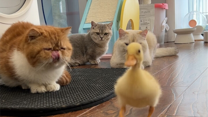 A Duck Stays Single on Pure Merit