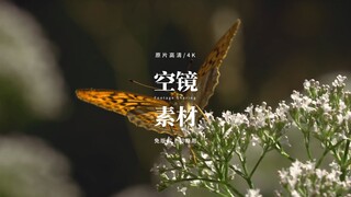 【免版权空镜】“Along the stream”