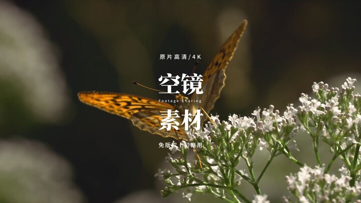 【免版权空镜】“Along the stream”