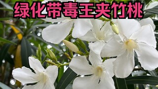 The hidden dangers of green belts, oleander, there are poisoning cases every year, forward this to y