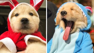 😍These Golden Retriever Puppies Will Brighten Your Day 🐶| Cute Puppies