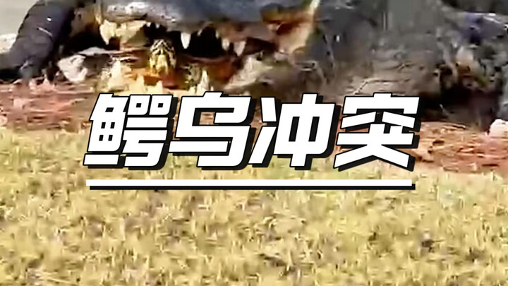 The crocodile eating the turtle is just like cracking walnuts—crunch, crunch!