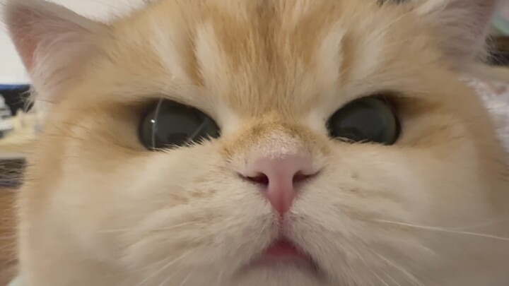Yaobiao’s no ordinary cat—she knows how to compete for attention!!!