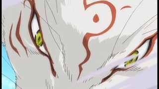 Natsume's Book of Friends | A collection of cats