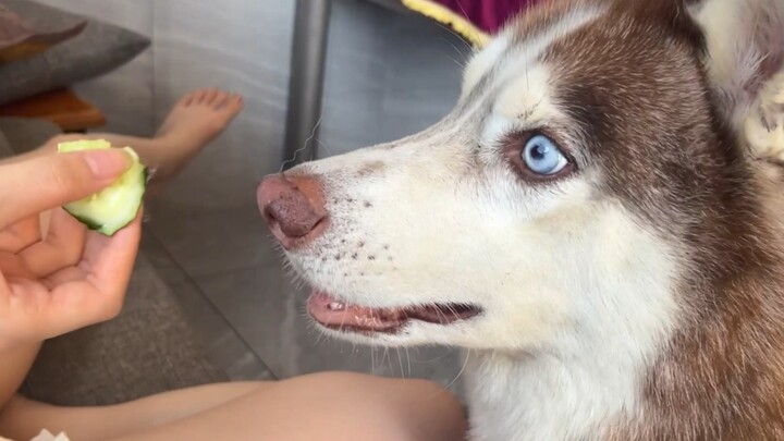 Husky: I just *have* to act up today—otherwise I’ll be all itchy and restless!