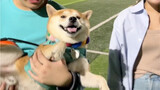 Con chó của tôi đã theo dõi các bạn cùng lớp của tôi ở Đại học Thể thao kể từ đó.