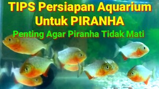 Tips Persiapan Untuk Pelihara Ikan Piranha Di Aquarium