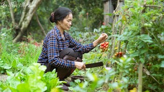 Vườn cà chua chín đỏ, mẹ làm các món ngon từ cà chua ( Dishes From Tomatoes ) I Ẩm Thực Mẹ Làm