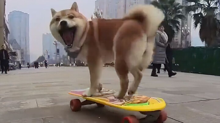 We refuse to let the puppy perform, but we can't stop it from insisting on performing!