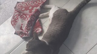 Mèo