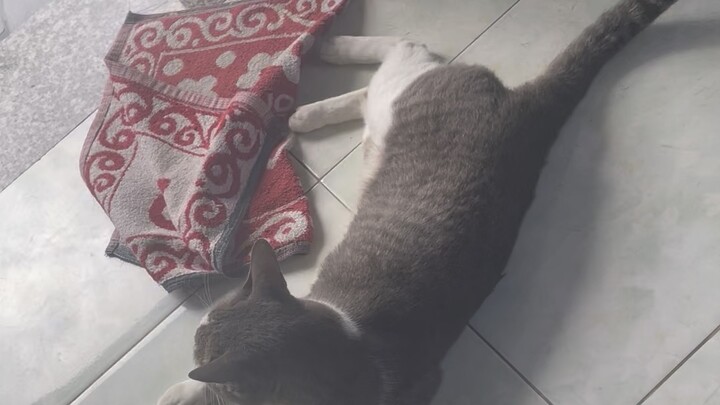 Mèo