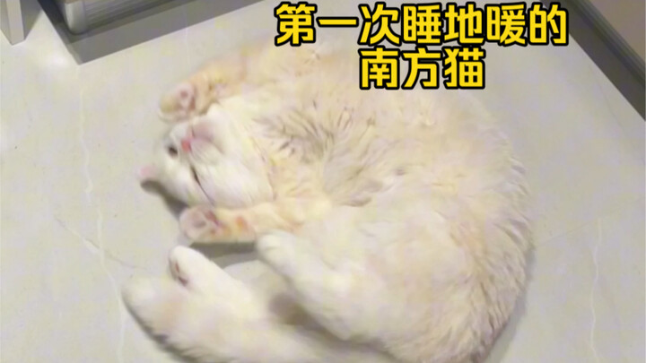 猫：怎么有点烫屁股？