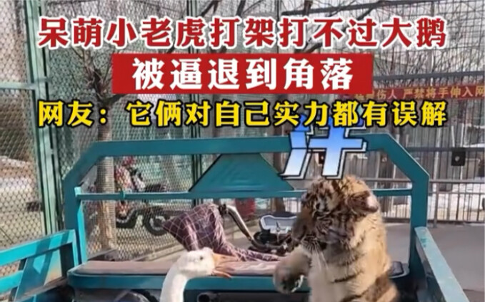 Si bayi harimau imut kalah bertarung melawan angsa besar dan terdesak hingga terpojok!