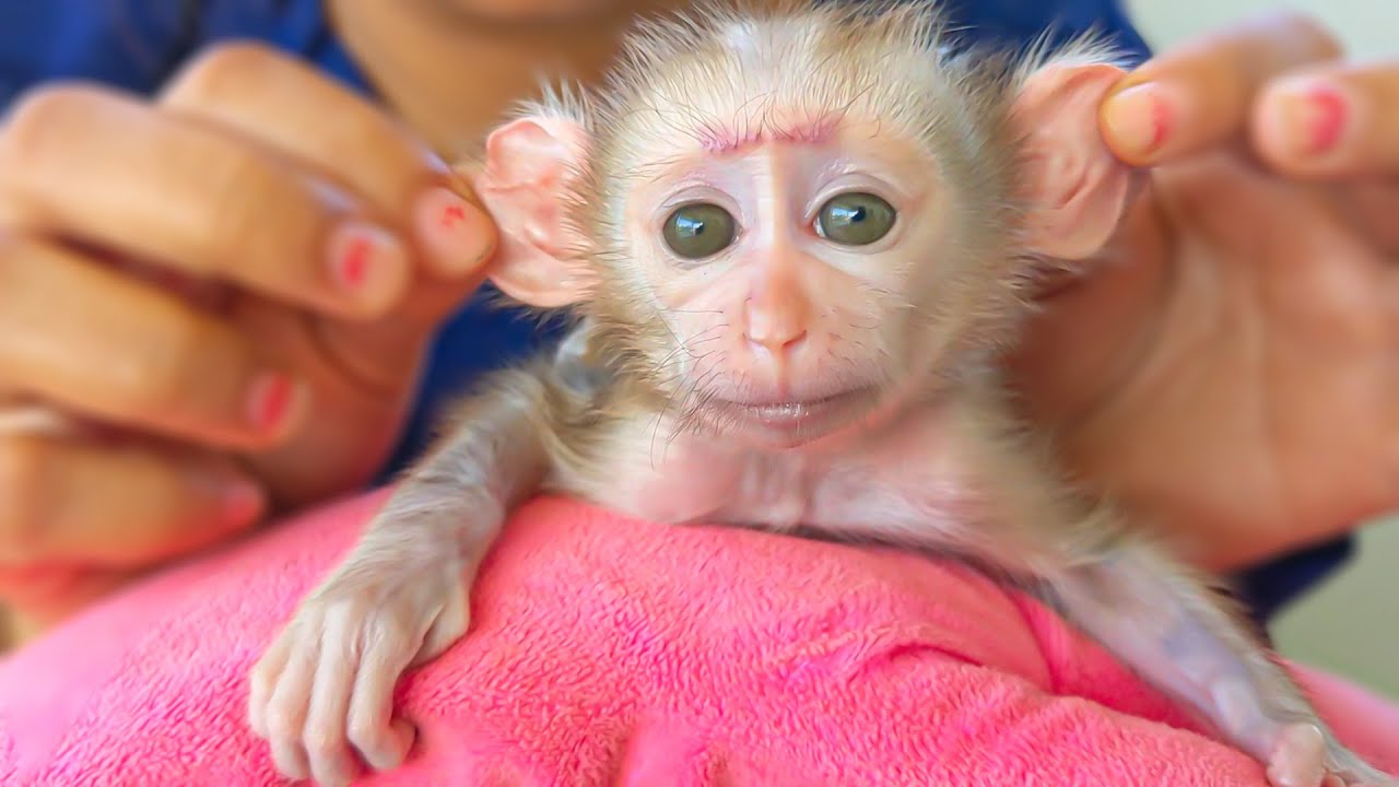 cute baby monkeys in clothes