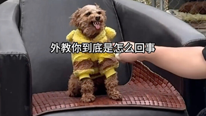 The foreign teacher has been completely won over by being patted.