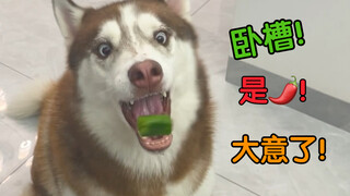 二哈快速接食物时，趁机丢一颗辣椒，会发生什么？