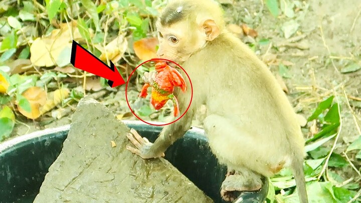 What is Rubey looking for in a water bowl? It's a mystery!