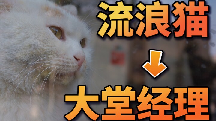 Seekor kucing liar yang telurnya dipotong tetap tinggal di rumah sakit dan menjadi manajer lobi!