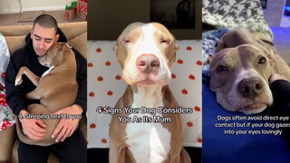 4 Signs Your Dog Thinks You're Its Mom