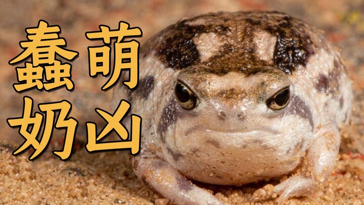 蠢萌雨蛙大战狒狒能有多凶？蜥蜴热舞带你领略沙漠风情。小动物治愈系视频 万物可萌