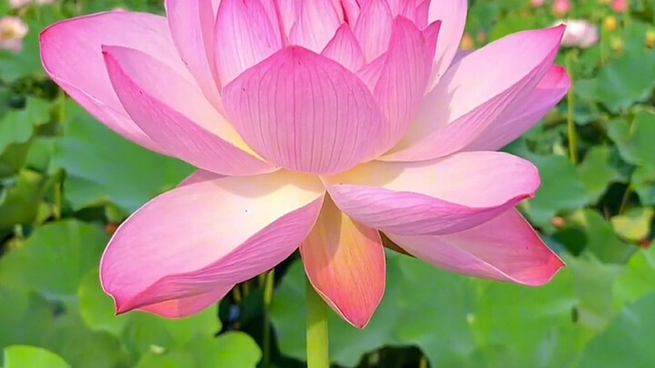 "Meeting You by the Lotus, Blessed with Its Fortune ❤"