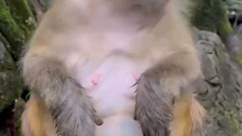 video monyet lucu..