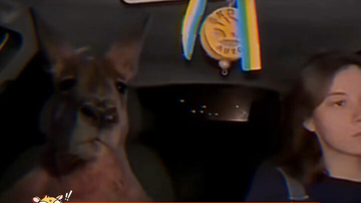 ماذا أفعل؟ يبدو أن الكنغر ضُرب حتى بكى～