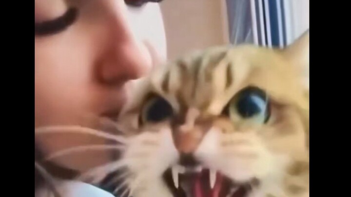 Meme mèo vô nghĩa #7