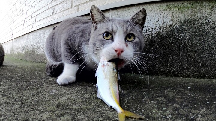 Seekor kucing yang memegang ikan dikelilingi banyak kucing