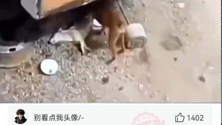 Puppy: You scared me to death!