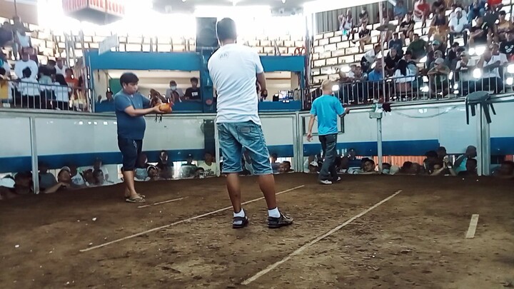pilay kanan agad si puti tibay panalo padin
