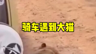 Why can the rider ignore the lion's presence and just drive right past it?