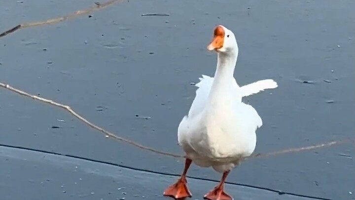 The goose desperately tries to squeeze into the flock of swans, but one is a protected species, whil
