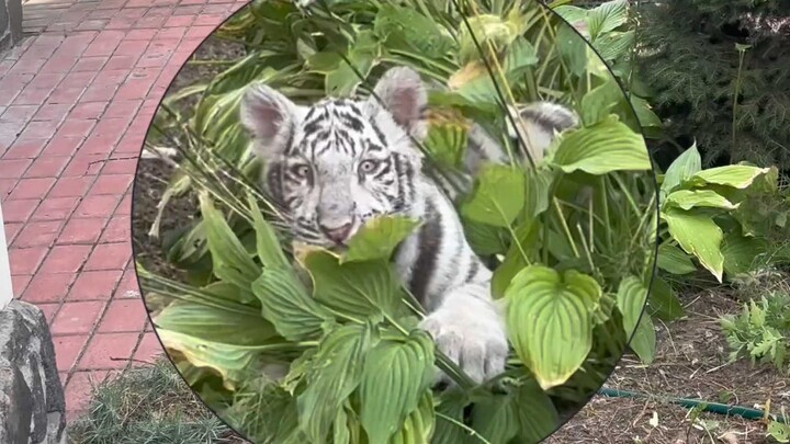 Today is the vegetable-stealing kitten!