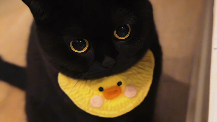 Chú mèo con tròn vo, mềm mại dễ thương