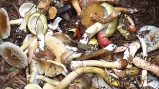 Tolong tolak kegiatan mengumpulkan daun musim gugur secara tak terkendali.