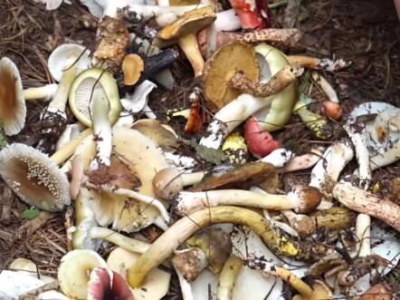 Tolong tolak kegiatan mengumpulkan daun musim gugur secara tak terkendali.