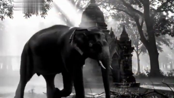 Real Life Mythical Giants_ Myanmar's White Elephants! #shorts