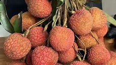 khúc bạch vải