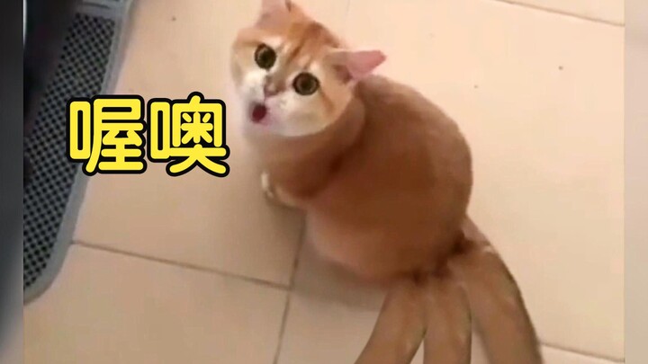 Mèo có thể hiểu tiếng người, quả nhiên linh khí đang bắt đầu hồi sinh!