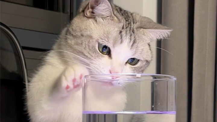 แมวน้อยจะมีความคิดไม่ดีได้ยังไงล่ะ?