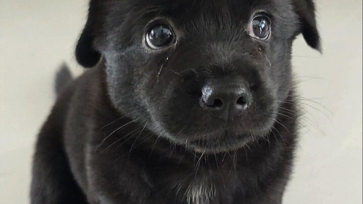 What do I do when the puppy keeps barking?